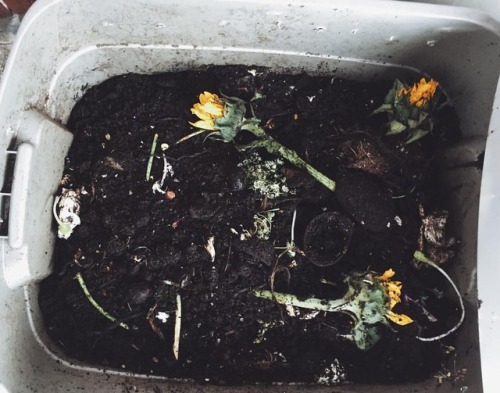 What you see: a gross pile of dirt What I see: fucking gorgeous compost. &mdash;&mdash;&