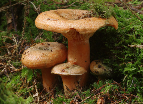 These are Lactarius detrrimus - an orange milk cap that exudes carrot-orange milk from its gills.The