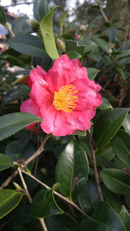 Camellia japonica is in the family Theaceae. Commonly known as Japanese camellia, it is native to ea