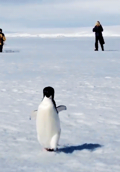 in-do-isle: penguins