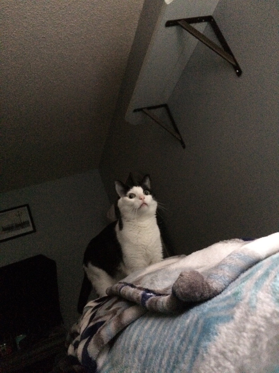 Unflattering Cat Selfies