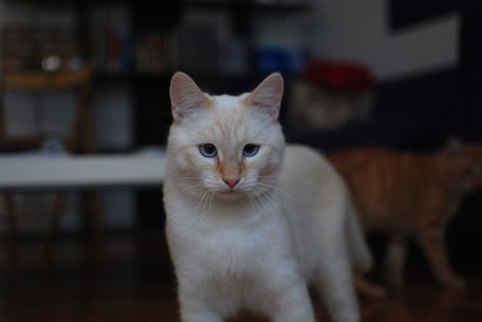 straycatj:  friendpaw: straycatj:   malteselizzie:   straycatj:  hello mr j! my name is kiki and i was once too a stray! i like to steal socks and trip my humans often. we look just alike! can i be your friend? ((I love your blog, Mr.J is super cute and