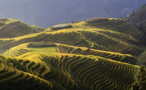 nubbsgalore:  photos by max witjes and sergey kuznetsov of the ping'an rice terrace in longshen, china (see also: more rice fields around the world)