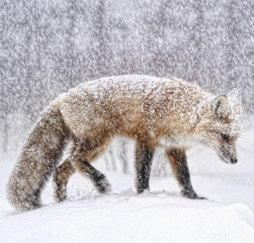 beautiful-wildlife: Photo Series | ~ It is what it is ~ Images by ©  • Cathy