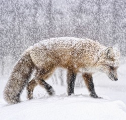 Beautiful-Wildlife: Photo Series | ~ It Is What It Is ~ Images By ©  • Cathy