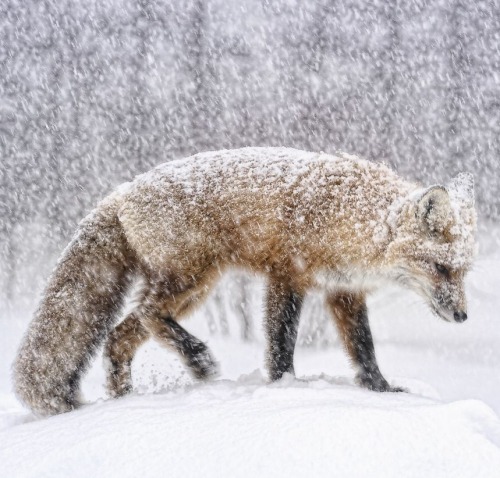 beautiful-wildlife: Photo Series | ~ It is what it is ~ Images by ©  • Cathy Gauthier  Knowing that a storm is upon us, this fox drops his head as the wind starts to pick up. He’s healthy and has a beautifully thick coat. He can deal with the storm