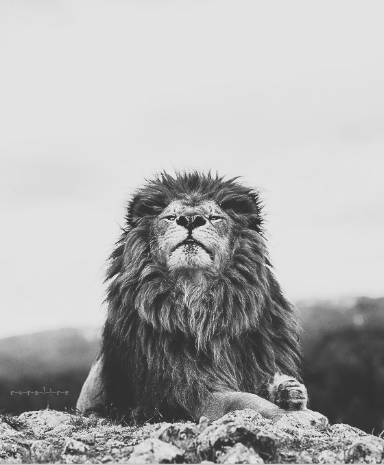 LE'DÓN