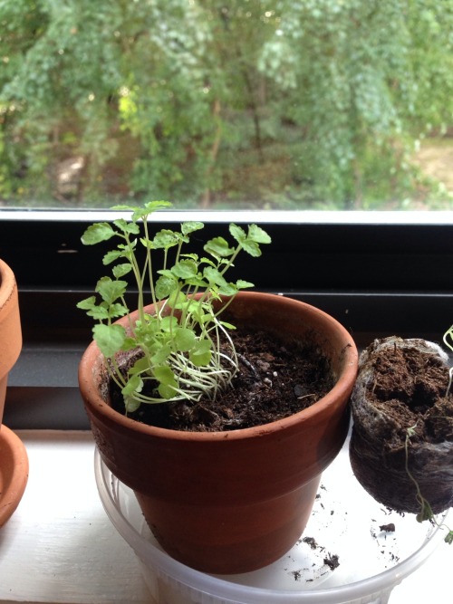 vigilant-iguana:  Gross humidity in my dorm room means dead sunflower plants, but these two little ones are thriving. (Jalapeño & lemon balm)