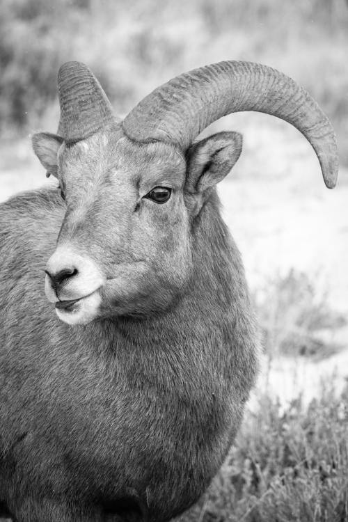 Bighorn sheep at the National Elk Refuge, Wyoming. November, 2020.