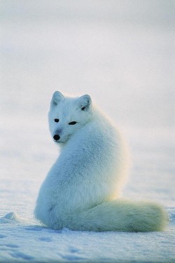 wonderous-world:  Arctic Fox by Norbert Rosing