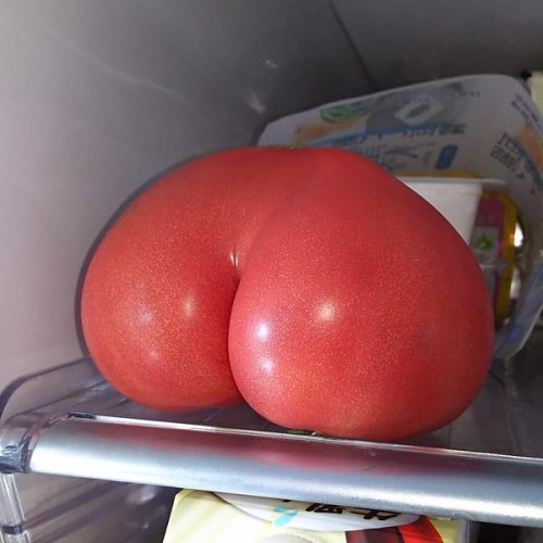 brbgensokyo: junmyk:よしなり@いづのおわりさんのツイート: “冷蔵庫のトマトが良いおしりだったので t.co/W8qO3aTEkf”