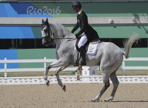 BarraduffCarroll House x Crested Vesta VIIIrish Sport Horse, GeldingBorn 2002