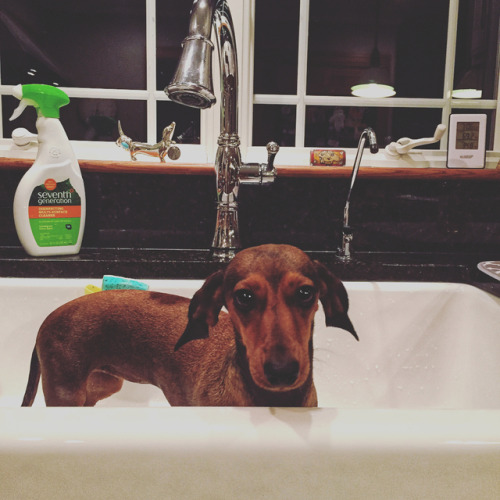 Dirty dogs no more  . . . . #stellaandpoppy #dirtydogs #dogshampoo #ilovemydog #ilovemydachshund #da