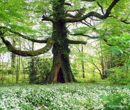 irisharchaeology: A magnificent old beech tree surrounded by wild garlic in Wexford, Ireland. Hollow