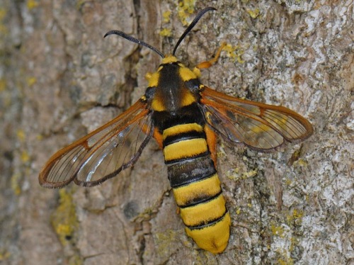 astronomy-to-zoology: Hornet Moth (Sesia apiformis) Also known as the Hornet Clearwing, the hornet m