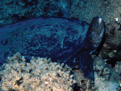 Trawler bycatch of a juvenile Nile Softshell Turtle (Trionyx triunguis) from the mouth of the Seyhan