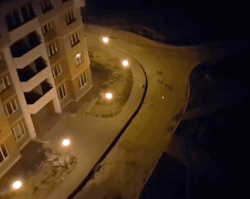 gifsboom:  Video: Dogs on Street Chase Laser Pointer From Apartment Building 