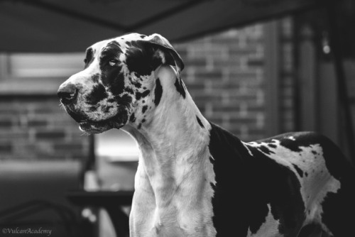 I happened to be photographing Gizmo, my Bengal, the other day and got a notification that my memory