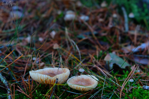 forest photography