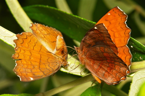 sinobug:  Elaborate Courtship Ritual of the Angled Castor (Ariadne ariadne, Nymphalidae)  A male Angled Castor (Ariadne ariadne, Nymphalidae) woos his potential mate with a display of pomposity, vanity and intimate contact. I have not been able to find