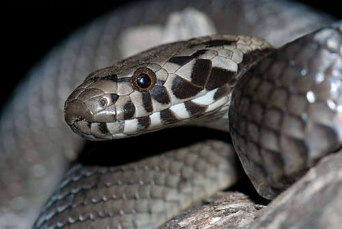 exotic-venom: (Hoplocephalus bitorquatus) Pale headed snake