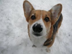 corgi-addict:  He loves the snow. 