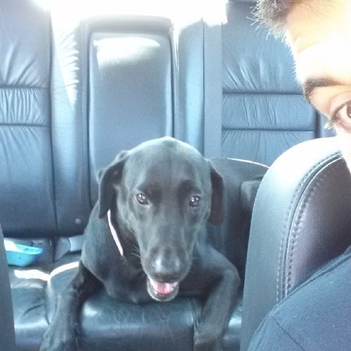 Penny girl! #blacklab #chillin #carride adult photos