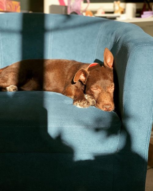One cosy puppy #dogsofinstagram #patterdaleterrier #patterdalesofinstagram #lillipup www.ins