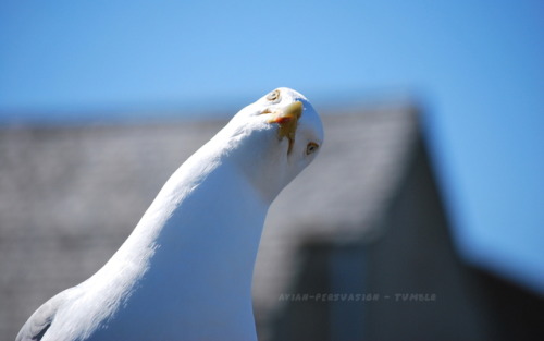 A curious Herring gull I encountered in St Andrews, Scotland