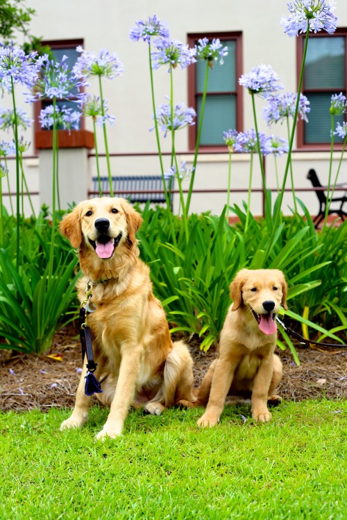 guidedogintraining:Flower duo