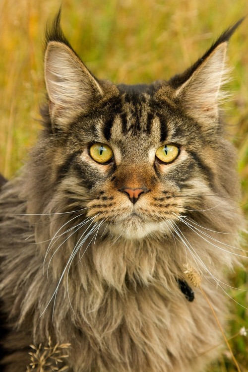 maine coons &lt;3=^.^=