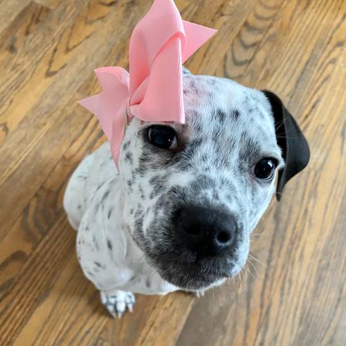 Connecticut: Meet MerriShe is an adorable  puppy searching for her home. Merri has been thriving in 