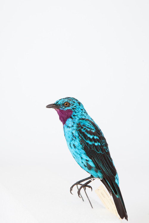 Spangled cotinga / CAS-ORN 98301Scientific name: Cotinga cayanaDepartment: Ornithology & Mamma