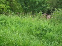fawwna:  Riverbank meadow 