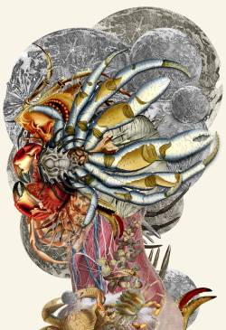 bedelgeuse:  “cancer moon” anatomical