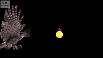 thepredatorblog:  becausebirds:  Hawk grabbing a water balloon in slow motion! I