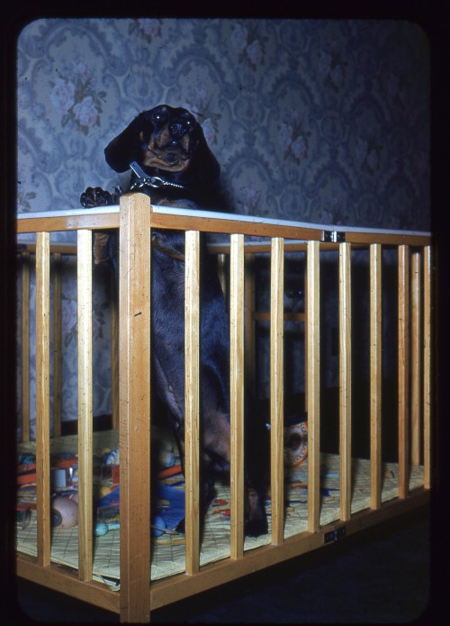 lostslideshows:“puppy Crib” - January 1955
