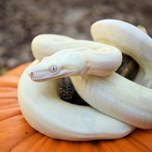 biofaunaexotics:The last set of our Spooky Snoot Photoshoot is our Moonglow Boa, “Orion”. You can’t 