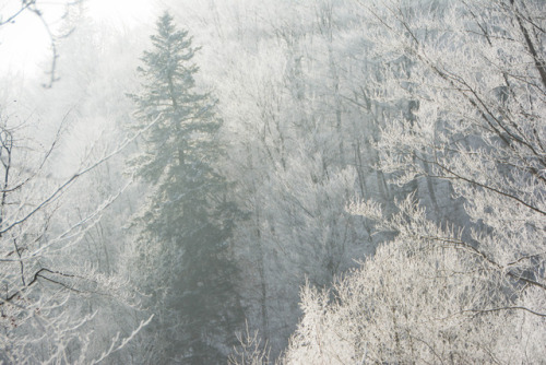 ysambre-fauntography:Winter’s textures & lights ~ © ysambre fauntography 2019www.ysambrefauntogr