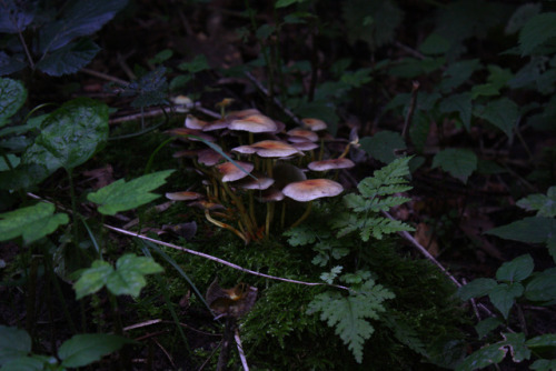 kartoffele:Nature photography by me © kartoffele​
