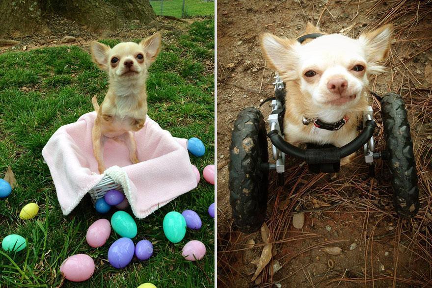 gods-filth:  deersnap:  noppppe:  buttercupbbaby:  tiny-vessels:  catsbeaversandducks: