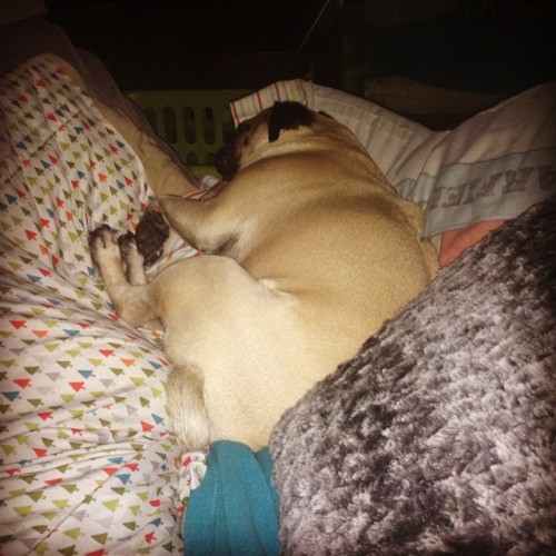 I woke up without a pug snuggled on me. He has replaced me with a pillow nest. #puglife #pugfamily #