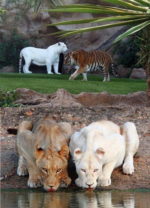 ohfunniest: Albino Animals