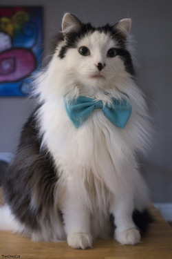 theoreocat:Flufftastic Yawn