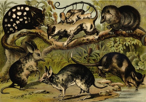magictransistor: H. J. Johnson’s Household Book of Nature, 1880.