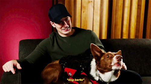 captainscaroldanvers:explain why chris evans is the softest person on this planet in two gifs challe