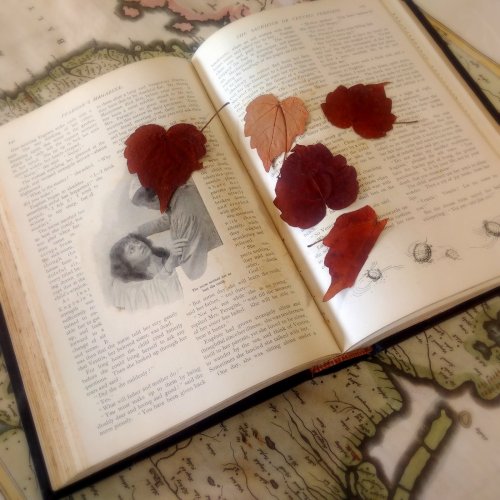 michaelmoonsbookshop:pressed leaves found in a late 19th century bound periodical ..