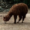 greenllama - green_llama