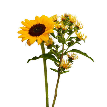 Girasole