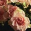 lady-summer